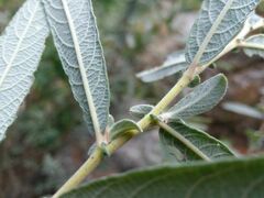 Salix salviifolia