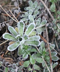 Saxifraga paniculata