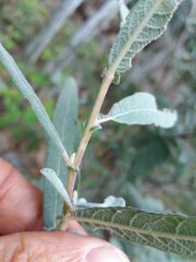 Salix salviifolia