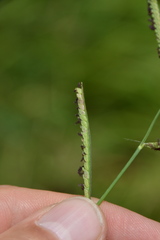 Paspalum denticulatum