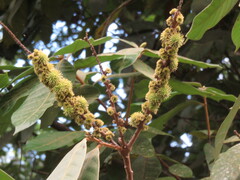 Fagaceae