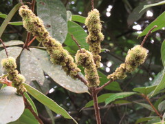 Fagaceae