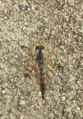 Neomochtherus schineri