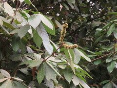 Fagaceae