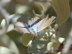 Theclinesthes miskini