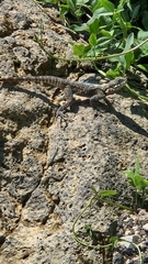 Laudakia vulgaris