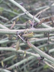 Adenia spinosa