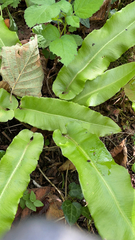 Asplenium scolopendrium