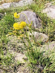 Lasiosiphon kraussianus kraussianus