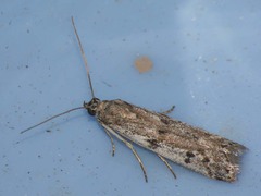 Phycitodes binaevella