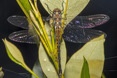 Hemicordulia australiae