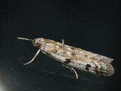 Phycitodes binaevella