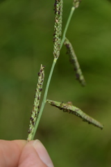Paspalum denticulatum