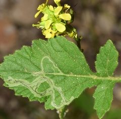 Phytomyza albiceps group