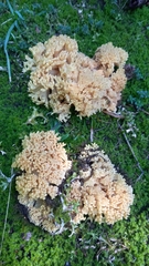 Ramaria flava