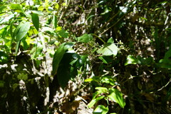 Argophyllum nullumense