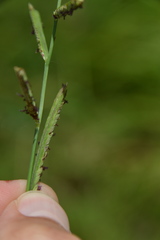 Paspalum denticulatum