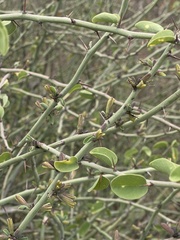 Adenia spinosa