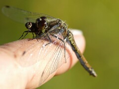 Sympetrum danae