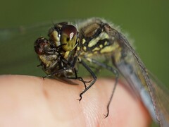 Sympetrum danae