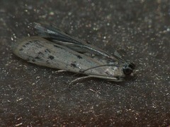 Phycitodes lacteella