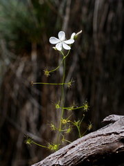 Drosera modesta