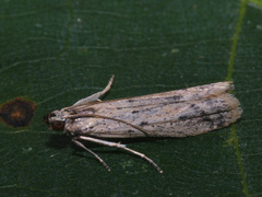 Phycitodes lacteella