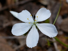 Drosera modesta
