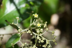 Argophyllum nullumense