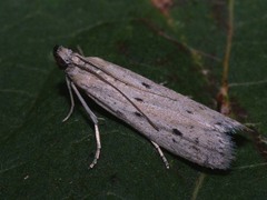 Phycitodes lacteella