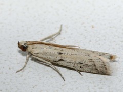 Phycitodes lacteella