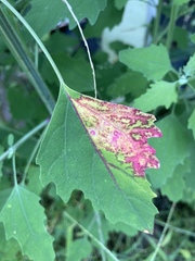 Norvellina chenopodii