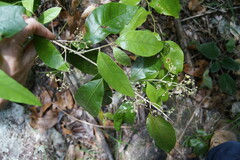 Argophyllum nullumense