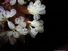 Pycnoclavella communis