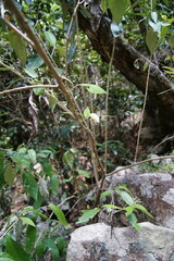 Argophyllum nullumense