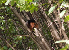 Sciurus vulgaris