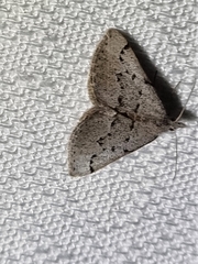 Dichromodes usurpatrix