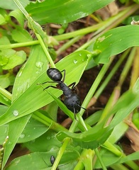 Camponotus compressus