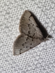 Dichromodes usurpatrix