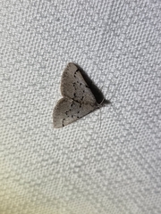 Dichromodes usurpatrix