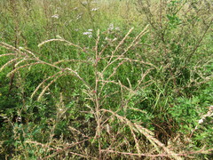 Salsola collina