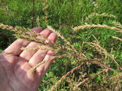 Salsola collina