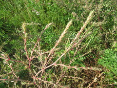 Salsola collina