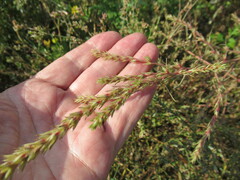 Salsola collina