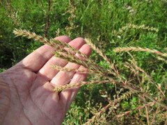 Salsola collina