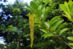 Lophanthera lactescens