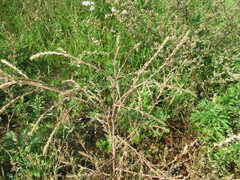 Salsola collina