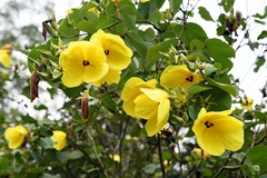 Hibiscus glandulifer