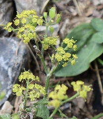 Pastinaca sativa