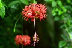 Hibiscus schizopetalus